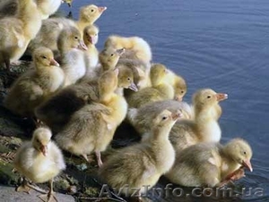 гусята  датский легарт #1555072