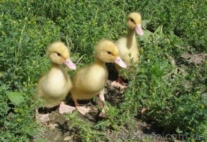 утята бройлерные  стар 53 #1555178