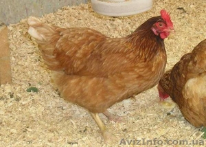 Продам цыплят несушек Редбро и Мастер Грей  #1547130