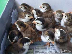 Продаю цыплята броллеры КОБ-500,  РОСС-308 (с 27 апреля)= 17 гривен штука,  и цыпл #1554519