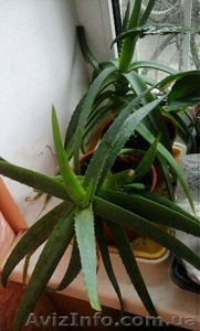 Алое лекарственный продам #1550617