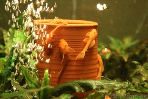 Продам Анциструс сома #1557417