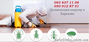 Уничтожение любых видов насекомых . Гарантия #1557623