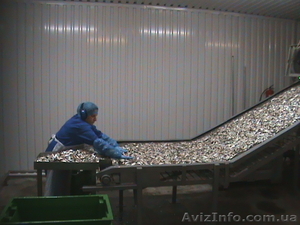 Камера копчения рыбы #1560279