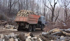 Дрова. Дуб. Сухостой. Метровка. #1558335