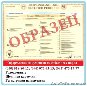 Оформлення документів на собак. Щенячі картки,  Родовід. Клуб #1558568