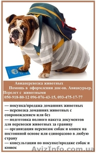 Авіаперевезення тварин. Допомога в оформленні док-ів. Авіакур'єр. Переліт з твар #1558571