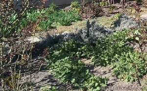 Продам участок 8, 5соток ул. Ивановская / Золотая горка / Черноморка #1562757