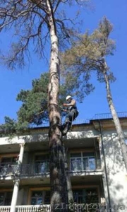 Спил деревьев в Киеве любой сложности #1567226