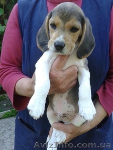 Щенки породы бигль. #1565608