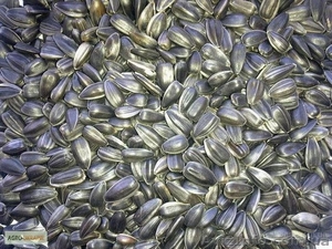 Калиброваный подсолнух. #1568311