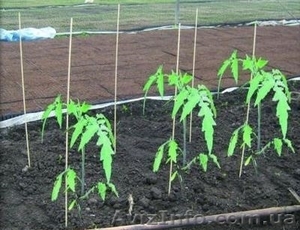 Опоры и колышки для растений и цветов из стекловолокна! #1568185