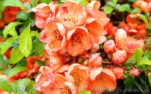 Продам саженцы Айва японская и много других растений (опт от 1000 грн) #1562549