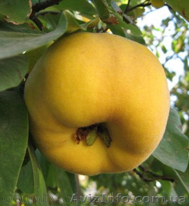 Продам саженцы Айва лесная низкорослая (без кома) и много других растений #1562544