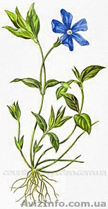 Продам саженцы Барвинка и много других растений (опт от 1000 грн) #1562593