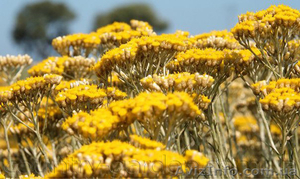 Продам саженцы Бессмертник и много других растений (опт от 1000 грн) #1562586