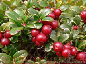 Продам саженцы Брусники и много других растений (опт от 1000 грн) #1562584