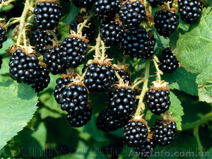 Продам саженцы Ежевики и много других растений (опт от 1000 грн) #1562832