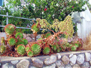 Продам почвопокровник Каменную розу (Молодило) и много других растений #1562961