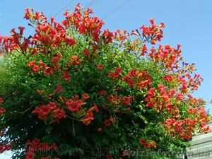 Продам корни Кампсиса имного других растений (опт от 1000 грн). #1562963