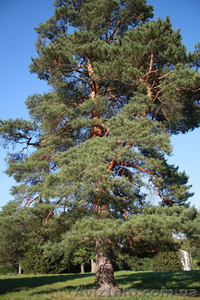 Продам саженцы Кедра и много других растений (опт от 1000 грн). #1562966