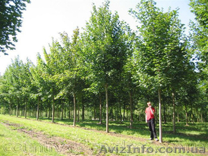 Продам саженцы Клена и много других растений (опт от 1000 грн). #1562973