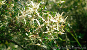 Продам саженцы Дикий Климатис и много других растений (опт от 1000 грн). #1562822