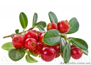 Продам саженцы Клюквы - Вашингтон и много других растений (опт от 1000 грн) #1562980