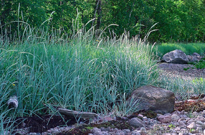 Продам саженцы Колосняка Писчаного в 7 литровом контейнере по 100 грн за единицу #1562986