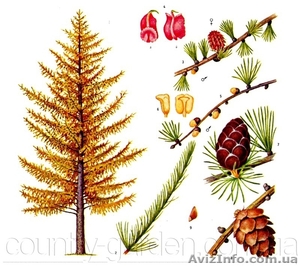 Продам саженцы Листвиницы и много других растений (опт от 1000 грн). #1563010