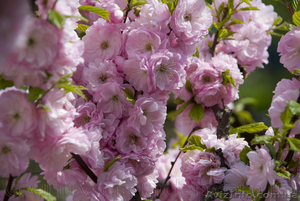 Продам саженцы Луизеании и много других растений (опт от 1000 грн).  #1563019