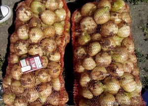 Продам свой ранний лук в Одесской области,  с. Барабои #1569455