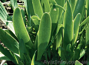 Продам луковицы Лука слезуна и много других растений (опт от 1000 грн) #1563290