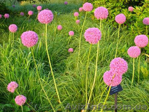 Продам луковицы Луки Раннецветущие и много других растений (опт от 1000 грн) #1563291