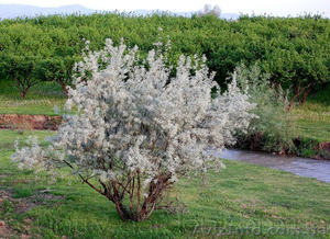 Продам Маслину Дикую в горшках и много других растений (опт от 1000 грн). #1563301