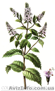 Продам деленки Мяты и много других растений (опт от 1000 грн) #1564262