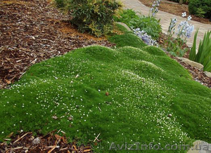 Продаем мох для озеленения притененных участков и много других растений #1564243