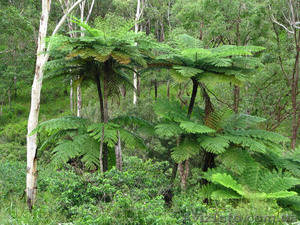 Продам Папоротник (Древовидный) и много других растений (опт от 1000 грн) #1564297