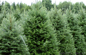 Продам Пихту (хвойное) и много других растений (опт от 1000 грн) #1564319