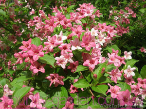 Продам саженцы Вейгелы и много других растений (опт от 1000 грн) #1562577