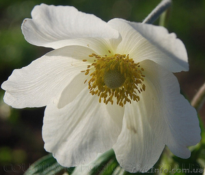 Продам саженцы Ветреницы и много других растений (опт от 1000 грн) #1562572