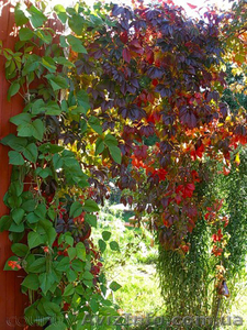 Продам саженцы Дикий Виноград (Девичий виноград) и много других растений #1562819