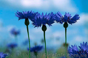 Продам Волошки Садовые и много других растений (опт от 1000 грн) #1562578