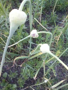 Продам    чеснок. #1575091