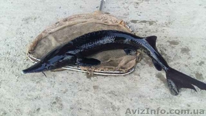 Продам рыбу товарную осетра,  зарыбок осетровых. #1570948