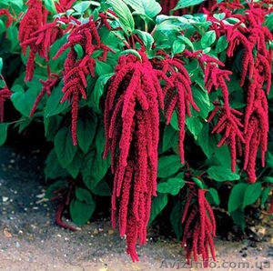 Сушене листя амаранту #1575121