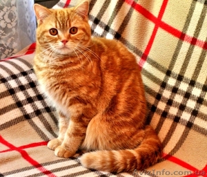 Чистокровные шотландские коты #1572744