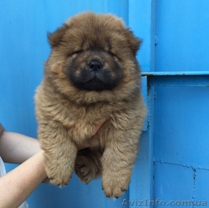 продаются очаровательные щенки чау-чау #499516