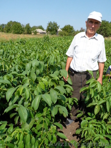 Продам саженцы ореха с питомника #1574767