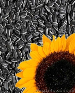 Куплю кондитерскую семечку нового урожая  #1578999